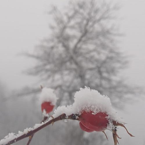 Die Natur im Winter