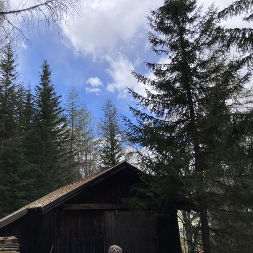 Natopia - Bergwald