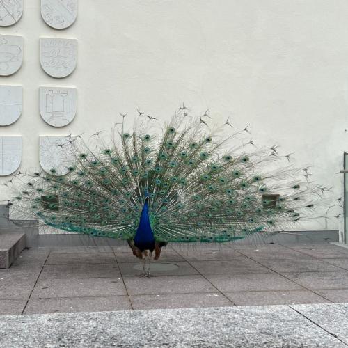 Innsbruckfahrt